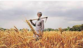 haryana crop diversification scheme 2023
